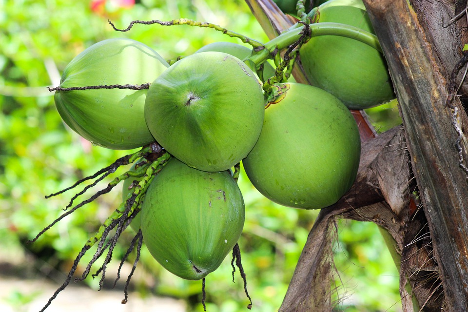 Coconut: Auspicious, nutritious, delicious – all rolled into one